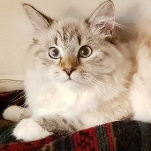 Meet your Posher, Irina